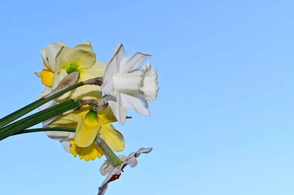 Schöne Narzissenblüten Auf Himmelshintergrund Sommerkonzept Nahsicht — Stockfoto