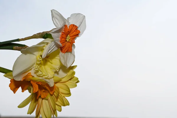 Gökyüzü Arka Planında Güzel Nergisler Gerbera Çiçekleri Yaz Konsepti Yakın — Stok fotoğraf