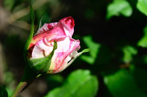 Красивая Роза Растет Саду Летний Солнечный День — стоковое фото