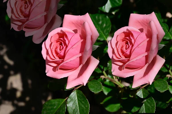 Güneşli yaz gününde bahçede büyüyen güzel güller. 