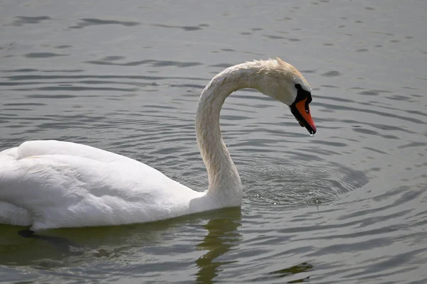 Hermoso Cisne Blanco Nadando Superficie Del Agua Del Lago Día —  Fotos de Stock