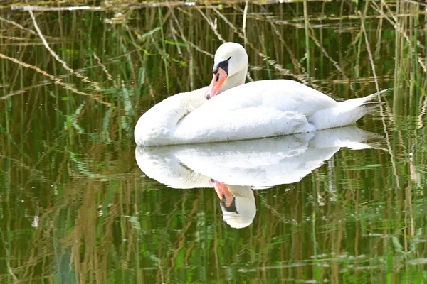 Krásná Bílá Labuť Plavání Vodní Hladině Jezera Letní Den — Stock fotografie