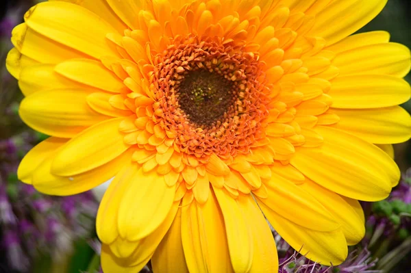 Belles Fleurs Poussant Dans Jardin Journée Ensoleillée Été — Photo