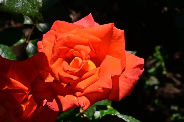 Schöne Rose Wächst Garten Sonnigem Sommertag — Stockfoto