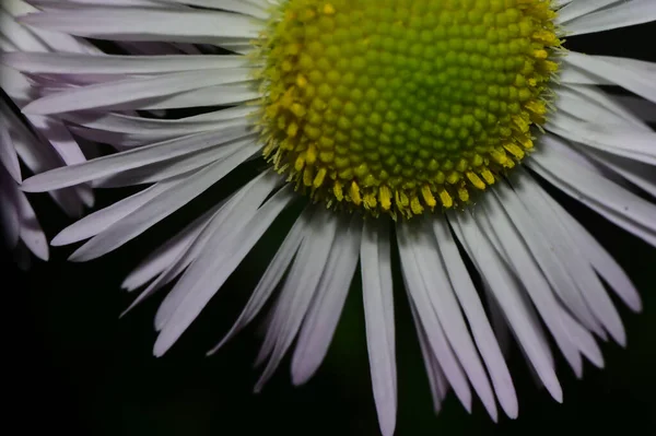 暗い背景に美しい花夏のコンセプト近景 — ストック写真
