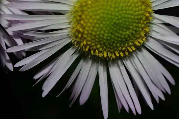 Smuk Blomst Mørk Baggrund Sommer Koncept Tæt Udsigt - Stock-foto