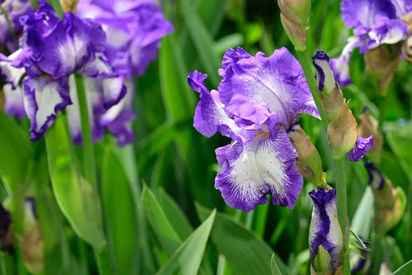 Beaux Iris Poussant Dans Jardin Journée Ensoleillée Été — Photo