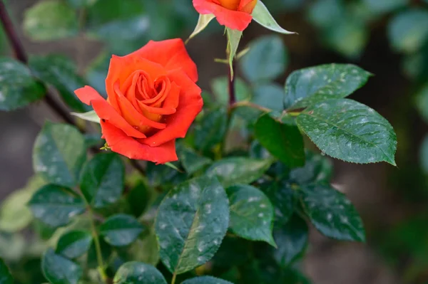 Güneşli yaz gününde bahçede büyüyen güzel güller. 