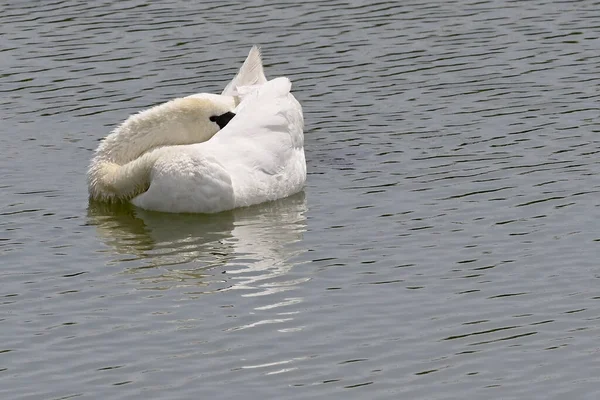 Gyönyörű Fehér Hattyú Úszik Felszínén Víz Nyáron — Stock Fotó