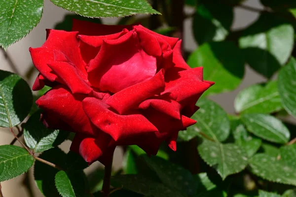 Hermosa Rosa Creciendo Jardín Verano Día Soleado —  Fotos de Stock