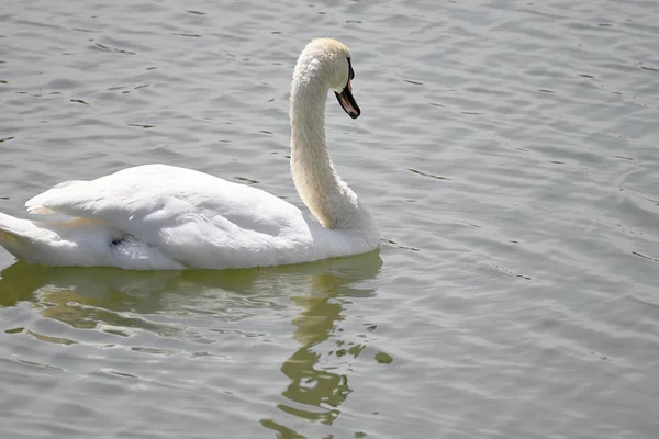 Bellissimo Cigno Bianco Che Nuota Sulla Superficie Dell Acqua Del — Foto Stock