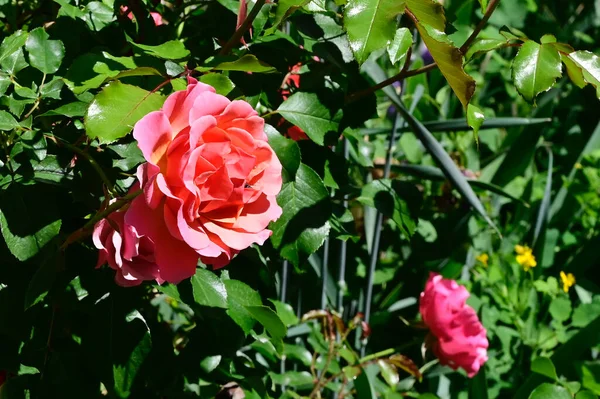 Güneşli yaz gününde bahçede büyüyen güzel güller. 