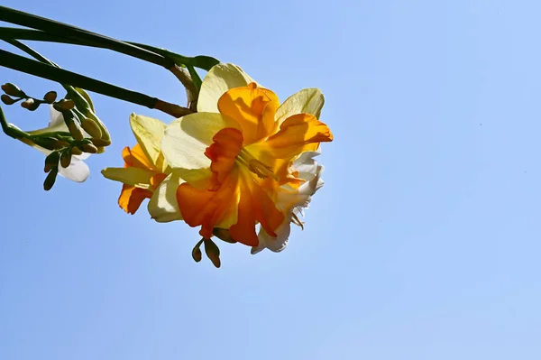 Beautiful Daffodil Flowers Sky Background Summer Concept Close View — Stock Photo, Image