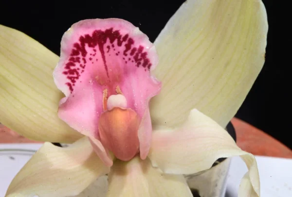 Hermosa Flor Orquídea Sobre Fondo Oscuro Concepto Verano Vista Cercana —  Fotos de Stock