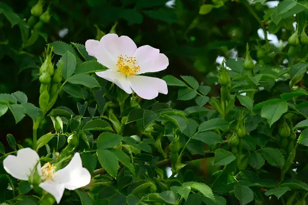 Schöne Blumen Wachsen Garten Sonnigen Sommertag — Stockfoto