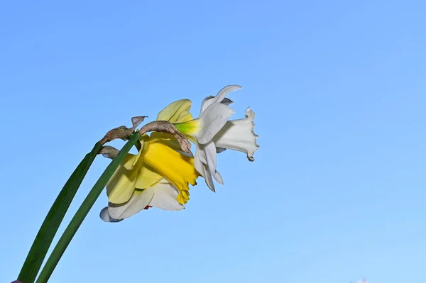 Piękne Kwiaty Żonkil Tle Nieba Koncepcja Lato Widok Bliska — Zdjęcie stockowe
