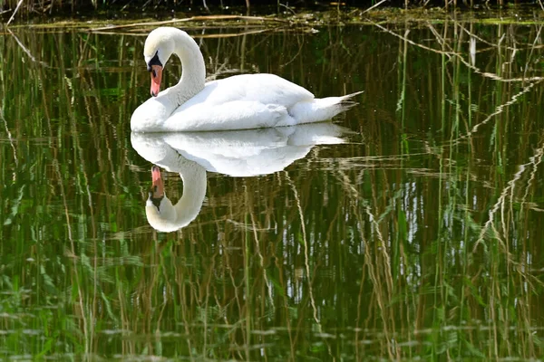 Hermoso Cisne Blanco Nadando Superficie Del Agua Del Lago Día —  Fotos de Stock