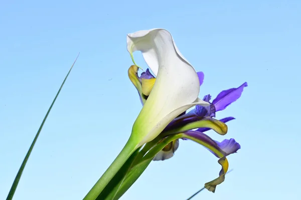 Flores Brilhantes Fundo Céu Azul — Fotografia de Stock