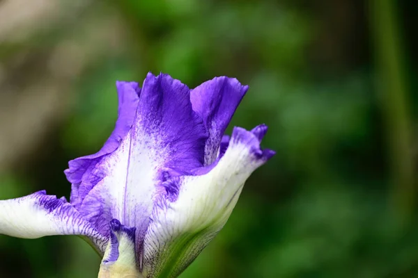 Beau Iris Poussant Dans Jardin Journée Ensoleillée Été — Photo