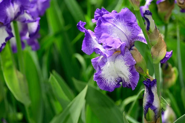 Belle Iridi Che Crescono Giardino Estate Giornata Sole — Foto Stock