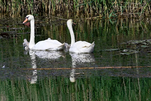 夏の日に子供たちが湖の水面を泳いでいる美しい白い白鳥 — ストック写真