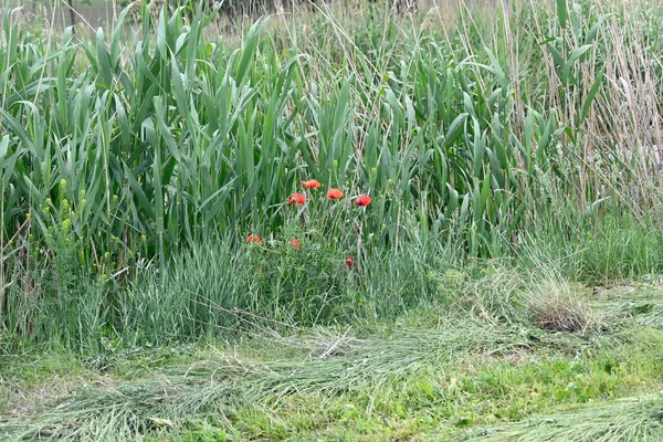 Mooie Rode Papavers Groeien Weide Zonnige Zomerdag — Stockfoto