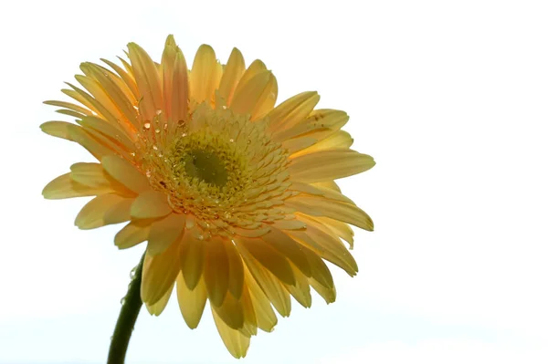 空を背景にした美しいガーベラの花夏のコンセプト — ストック写真