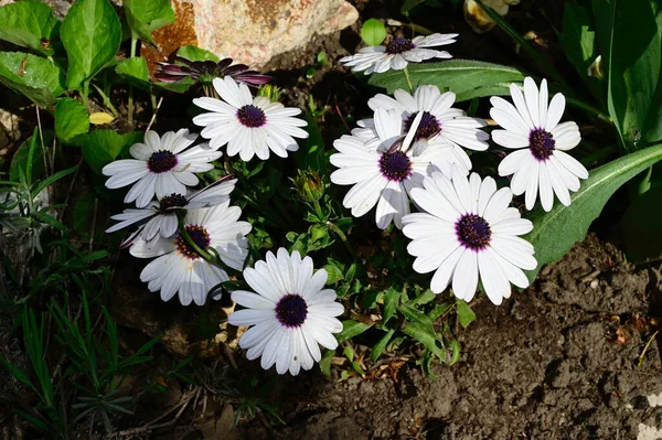 Hermosas Flores Que Crecen Jardín Verano Día Soleado — Foto de Stock