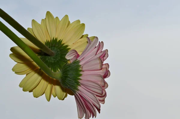 Belas Flores Gerbera Fundo Branco Conceito Verão Vista Perto — Fotografia de Stock