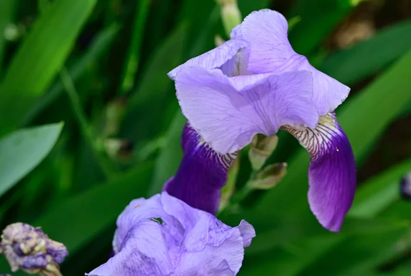 Hermoso Iris Creciendo Jardín Verano Día Soleado —  Fotos de Stock