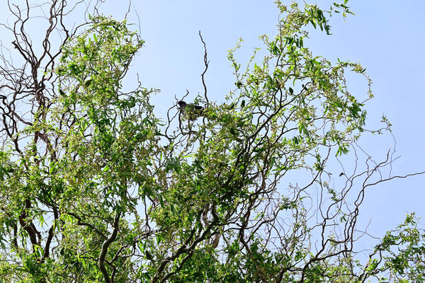 зеленые листья на дереве