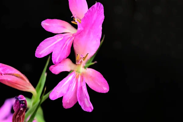Ramo Hermosas Flores Sobre Fondo Oscuro Concepto Verano Vista Cercana — Foto de Stock