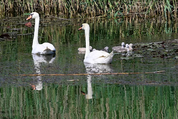 Belos Cisnes Brancos Com Filhotes Nadando Superfície Água Lago Dia — Fotografia de Stock