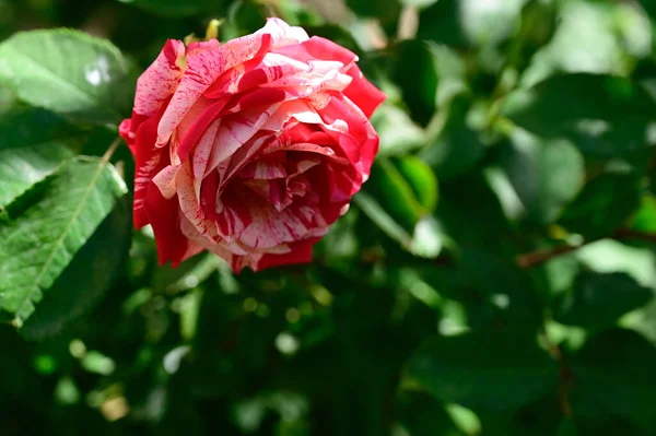 Bela Rosa Crescendo Jardim Verão Dia Ensolarado — Fotografia de Stock