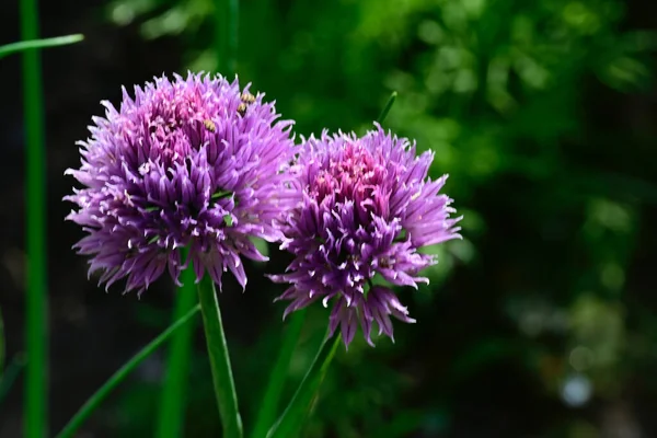 Pollinera Vackra Vita Blommor Trädgården Sommaren Solig Dag — Stockfoto