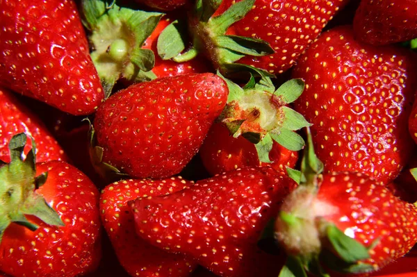 Blick Auf Viele Frische Und Saftige Erdbeeren — Stockfoto