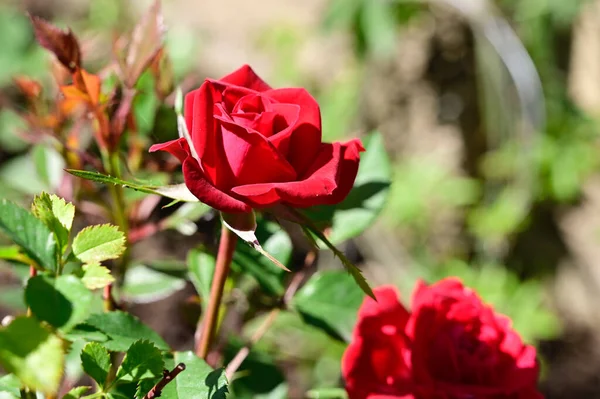 Vackra Rosor Växer Trädgården Sommaren Solig Dag — Stockfoto