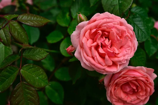 Hermosas Rosas Que Crecen Jardín Verano Día Soleado —  Fotos de Stock