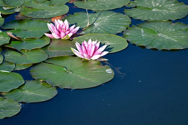 Vackra Blommande Lotusar Som Växer Damm Sommardagen — Stockfoto