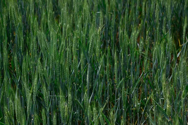 Groene Planten Tuin Zomerdag — Stockfoto