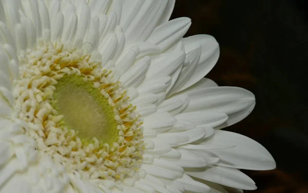 Piękny Gerbera Kwiat Ciemnym Tle Koncepcja Lato Widok Bliska — Zdjęcie stockowe