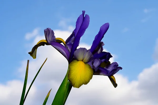 Jasne Kwiaty Tle Niebieskiego Nieba — Zdjęcie stockowe