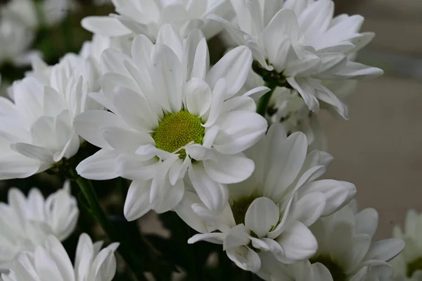 Hermosas Flores Que Crecen Jardín Verano Día Soleado —  Fotos de Stock