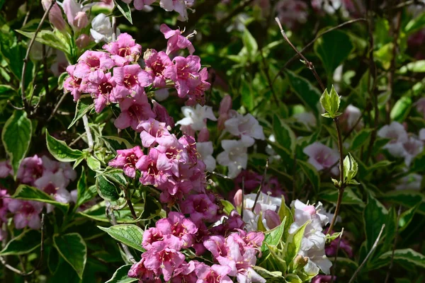 Opylování Krásné Bílé Květy Zahradě Létě Slunečný Den — Stock fotografie
