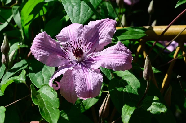 夏の晴れた日に庭で育つ美しいクレマチス — ストック写真