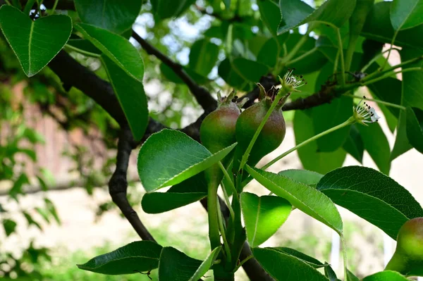 Árbol Con Peras Creciendo Aire Libre Concepto Verano Vista Cercana —  Fotos de Stock