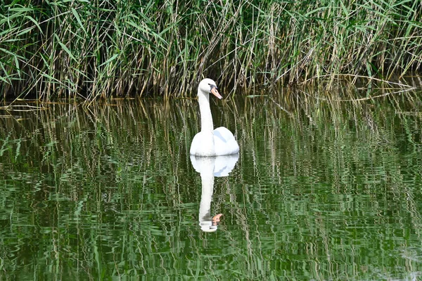 Beautiful White Swan Swimming Lake Water Surface Summer Day — Stock Photo, Image