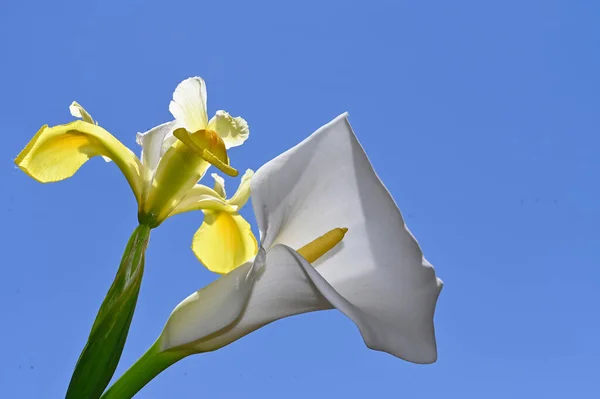 Krásné Narcisy Květy Calla Pozadí Oblohy Letní Koncept Zblízka — Stock fotografie