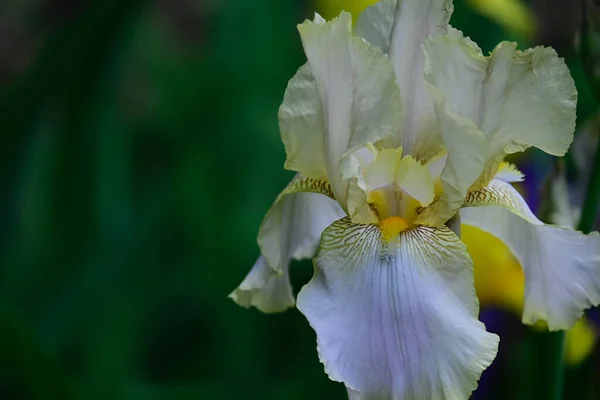 Beau Iris Poussant Dans Jardin Journée Ensoleillée Été — Photo