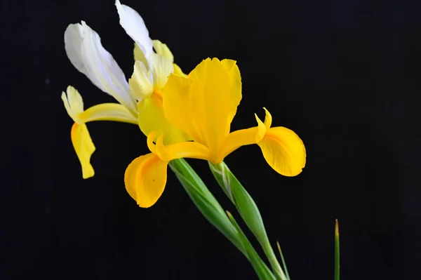 Koyu Arkaplanda Güzel Irisler Yaz Konsepti Yakın Görüş — Stok fotoğraf
